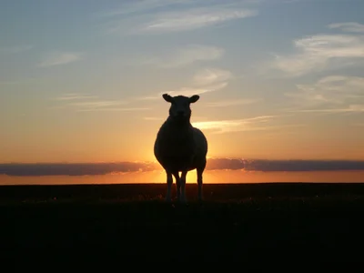 PMS multi-property : ne cherchez pas le mouton à 5 pattes !